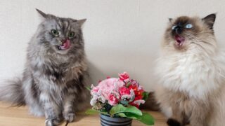 ヒマラヤン🐈とミヌエット🐈は飼いやすい?実際に飼って感じた性格・お手入れ・注意点