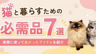 猫と暮らすための必需品7選｜実際に使って良かったアイテムを紹介