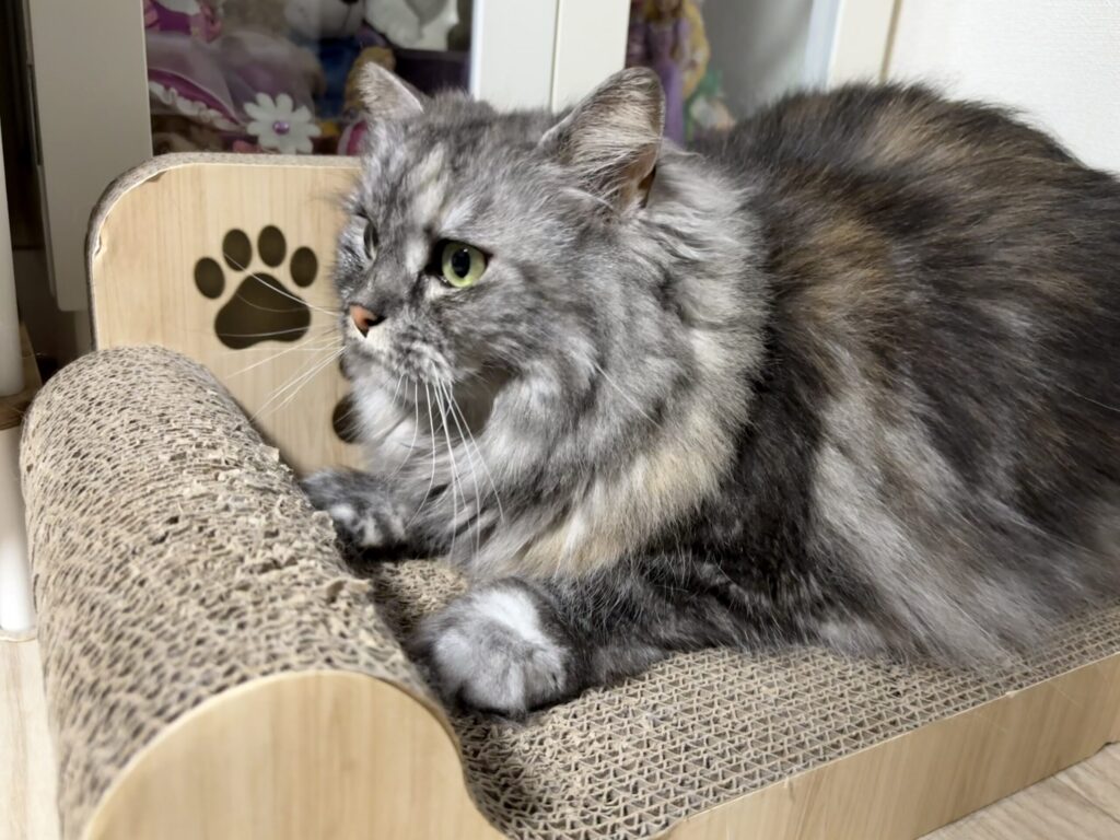 猫暮らし必需品