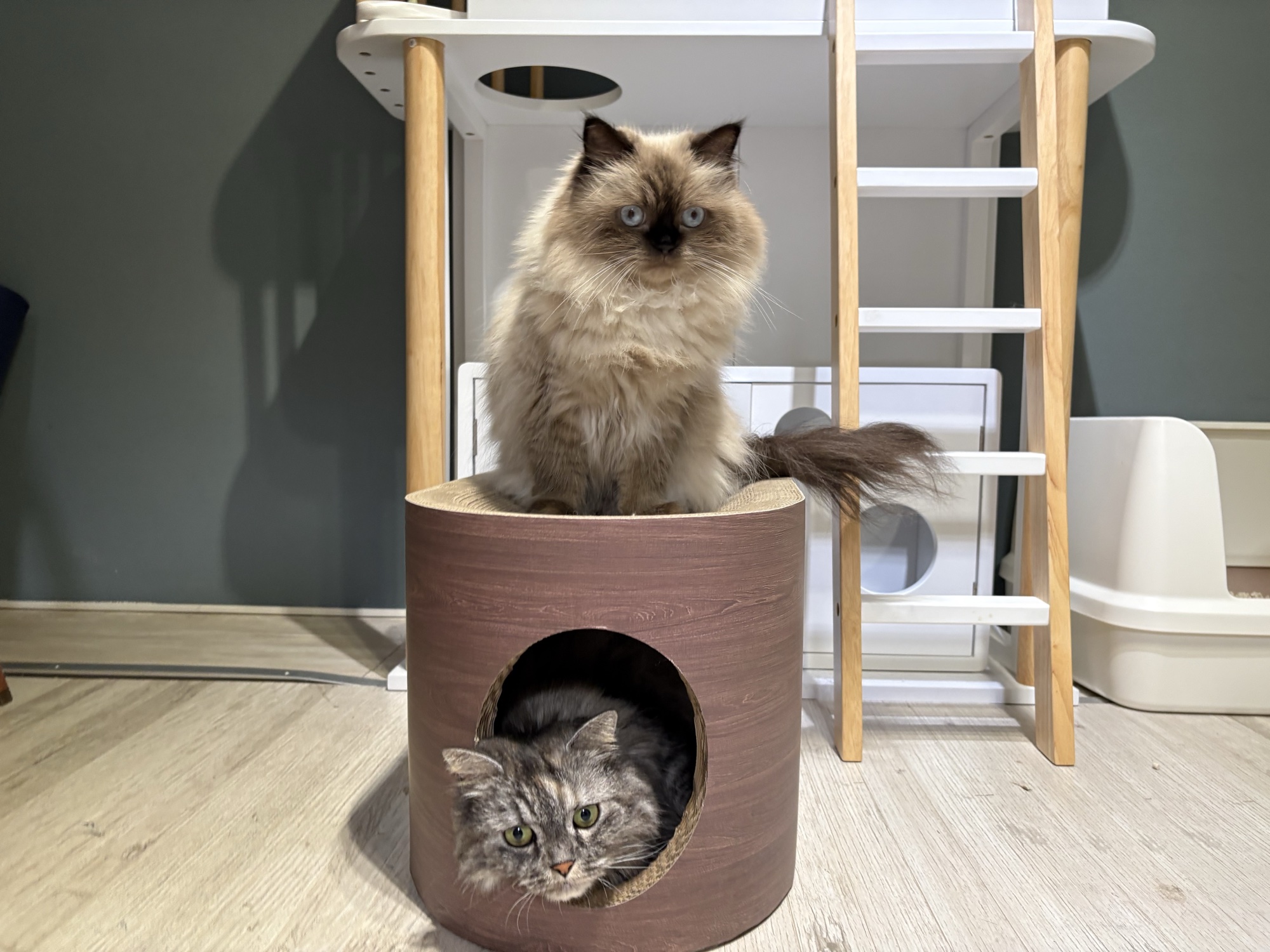 爪とぎハウスの上にルナ、中にディアナと、猫2匹で同時に使っているところ