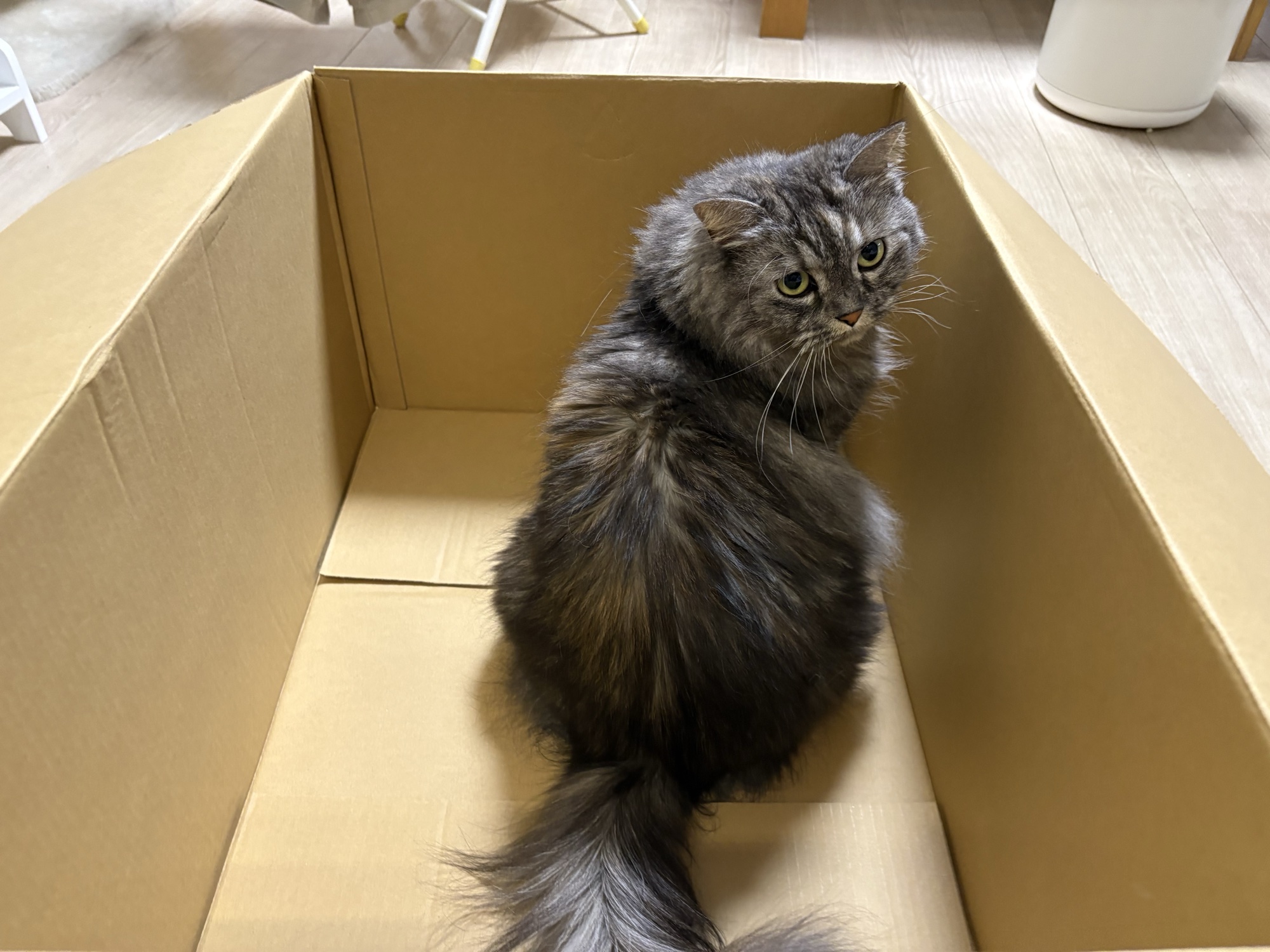 爪とぎハウスが届いた段ボール箱に入っているディアナ