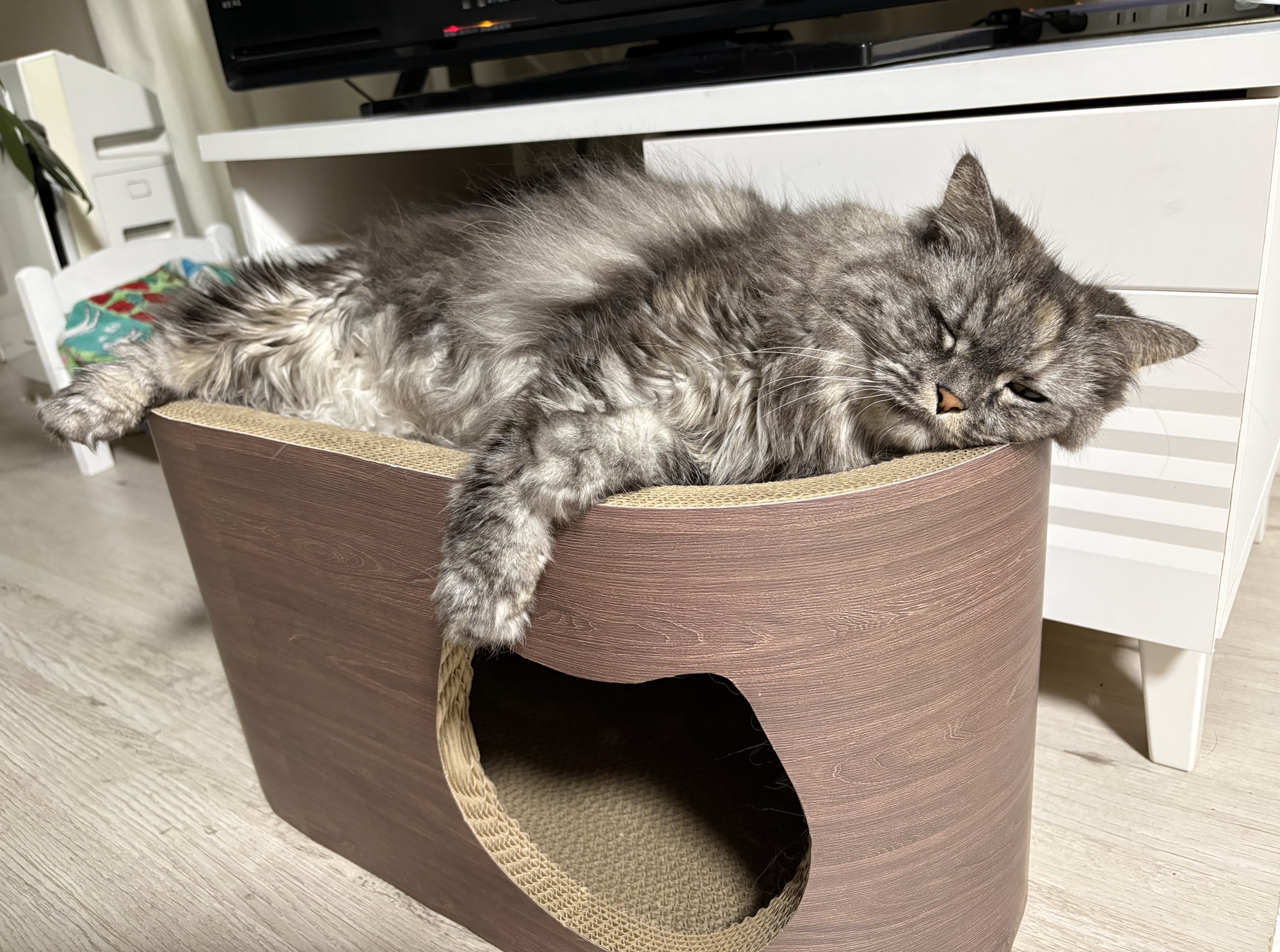 爪とぎハウスの上で前足を垂らして寝ているディアナ