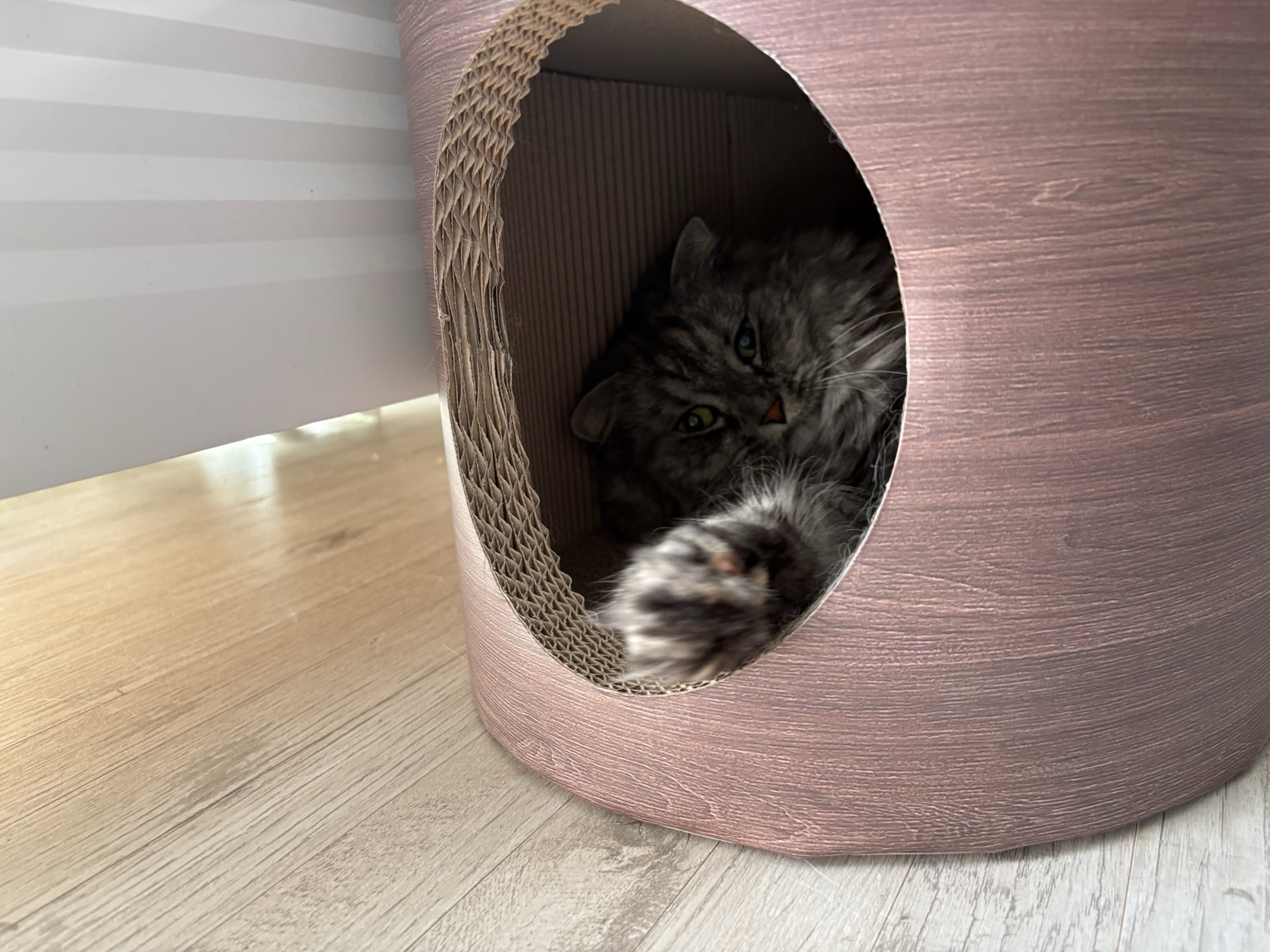 爪とぎハウスの中で前足を伸ばしてくつろぐディアナ